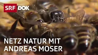 Bienen – Helferinnen und Bestäuberinnen | NETZ NATUR mit Andreas Moser | DOK | SRF