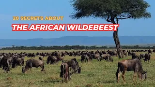 20 secrets about the African wildebeest