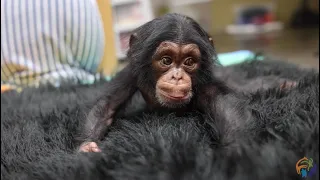 Zoo Knoxville’s baby chimpanzee growing, thriving