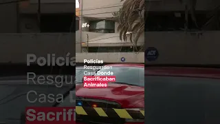 Policías resguardan casa donde sacrificaban animales - N+ #Shorts