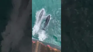 Bow-riding bottlenose dolphins. Video credit: Theo Naji Benzb