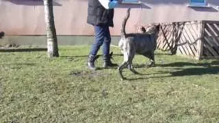 Dogo Canario Rüde Baba sucht neuen Besitzer