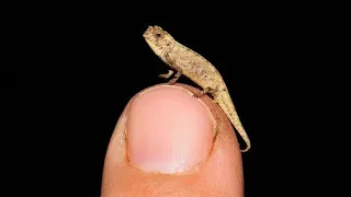 Smallest reptile on earth' discovered in Madagascar