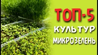 ТОП-5 культур микрозелени. Что выращивать и продавать?