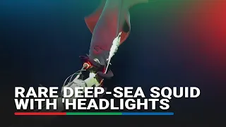 Rare deep-sea squid with 'headlights' filmed by scientists