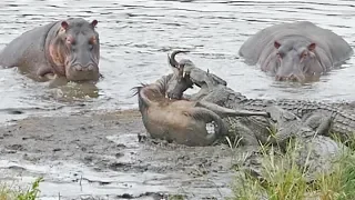 Hippos Save Wildebeest from Crocodiles!