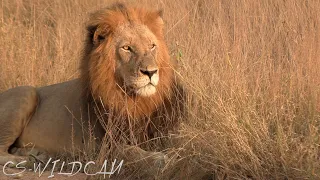 Vuyela Male Lion Trailing the River pride Ep170