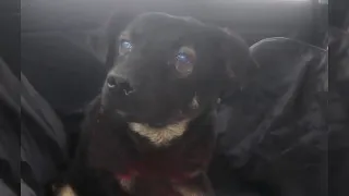 The blind dog waited in vain for his owner in the pouring rain at the station for many days