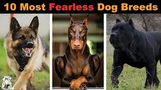 10 Most Fearless Dog Breeds In The World