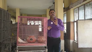 Cocktail Birds की घर ब्रीडिंग कैसे करे || क्या खिलाये , कहा रखे || Dr Nagender Yadav