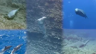 Diving Ni'ihau & Lehua Rock, Kauai, Hawaii