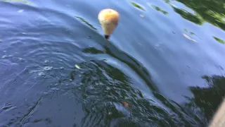 Pesca de tambaqui no pesqueiro Anzol de Ouro pesca esportiva diversão garantida kkkk