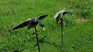 Baby Mojo Drake vs. Lucky Duck HD Spinning Wing Decoy