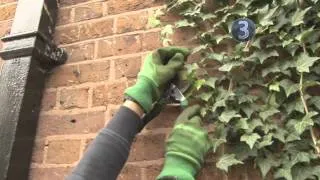 How To Remove Ivy from Trees and Brickwork