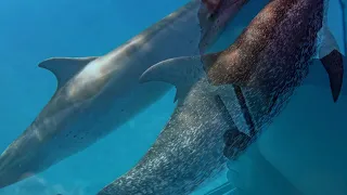 ODYSSEE 3: Glass bottom boat in Fuerteventura