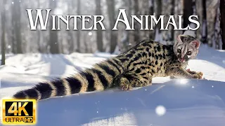 MAJESTIC Winter Wildlife🐺❄️| Land of Ice and Snow | Epic Relax Music.