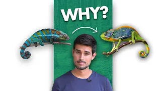 How Chameleons change Color?