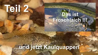 Irre ! Froschlaich im Gartenteich Teil 2 : Die Kaulquappen sind jetzt happy !!!