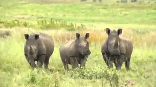 rhino attack