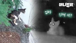 40m 절벽에 새끼를 두고 떠난 어미 고양이의 속사정..ㅣStory of Mom Cat That Left Her Kittens on a 40M-High Cliff