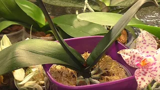 Вот и всё Прощаюсь с этой орхидеей!  История пяти месяцев восстановления орхидеи в одном видео.