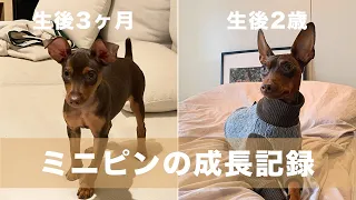 【成長記録】子犬から成犬になるまでをまとめてみた【ミニピン】