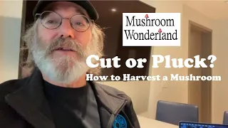 Cut or Pluck- How to harvest a mushroom  Feat. Paul Stamets