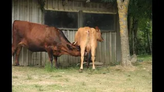 Bull breadding Cow milk | big bull drinking milk | cow milk#cowmilk