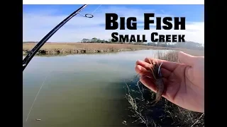 Small Creek Fishing with LIVE SHRIMP and CRAB - Inshore Fishing Tips