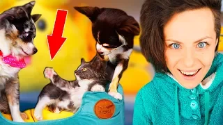 ПЕРВАЯ ВСТРЕЧА КОТЕНКА С СОБАКАМИ! ПЕРВАЯ РЕАКЦИЯ СОБАК НА КОШКУ MAGIC FAMILY