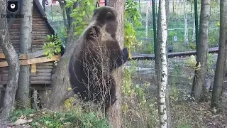 Первый полет авиамедведя Мансура или не ломай сук, на котором стоишь😂🐻