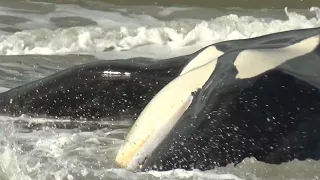 The Tragic Last Moments of  The Orca (Belgian beach )