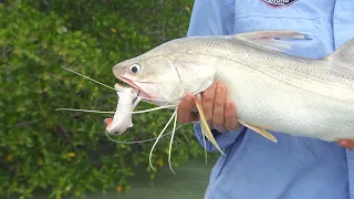 IFISH - Jacks, Threadies and Barra! *Catch and Cook**