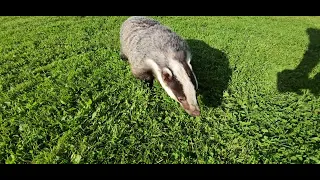 Badger eating Plums