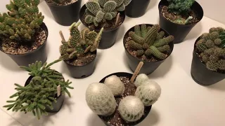 My Cactus Collection January 1, 2018