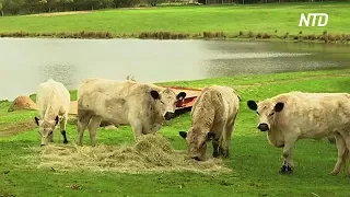 В Австралии продают мясо британской белой коровы ради её спасения