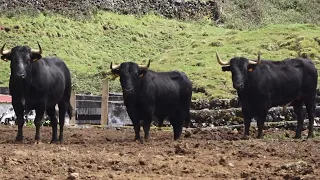 Pelas Pastagens Do Gado Bravo - (Through The Pastures Of Wild Cattle) - Terceira Island - Azores