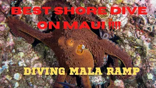 BEST SHORE DIVE ON MAUI HAWAII !! MALA Wharf (pier)