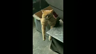 How about watching the Funniest Cat and Dog Videos #95😆😆 FUNNY CATS & DOGS/FUNNY CATS AND FUNNY DOGS