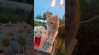 Как прекрасен мир земной мы забывать не будем 👼🌞🌈❤️🌎 #cat