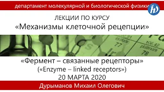 Фермент-связанные рецепторы "Enzime-linked receptors"