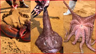 Awesome Fisherman Catching Seafood 🦐🦀 Deep Sea Octopus (Catch Crab, Catch Fish) - Tik Tok #13