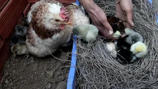 دائما ما اثق في هذه الدجاجة  فقست 14 كتكوت من 16 بيضة