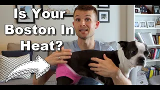 Boston Terrier Heat Cycles 101 - What You Need To Know