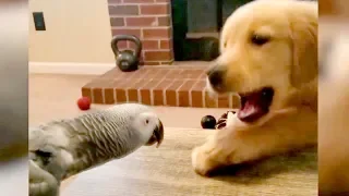 So FUNNY you'll DIE LAUGHING! - Best FUNNY ANIMALS 2019