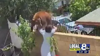 Video: Teen fends off bear attacking family dogs in backyard