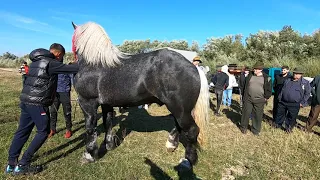 Caii lui Gruia Cican der la Vicovu der SusNOU