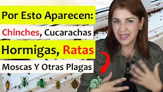 🐜SIGNIFICADO EMOCIONAL por el que APARECEN CHINCHES, RATAS, HORMIGAS, MOSCAS (CASA ENFERMA y PLAGAS)