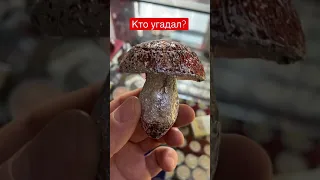 Я в шоке! Кто угадал?