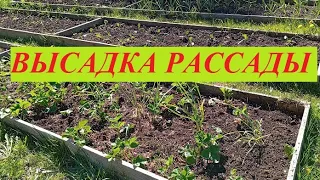 Высадка рассады продолжается. Какая ситуация по всходам.